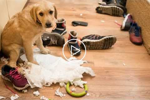 Funny Guilty DOG Face Reaction - Guilty Dogs Video Compilation 2020