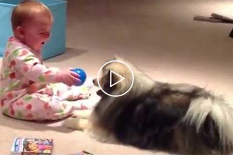 Best Of Cute Pomeranian Puppies & Baby Playing Together ? Funny Puppies video