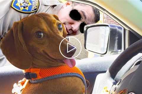 Funny And Cute Dog ? Videos That Will Make You Laugh All Day Long ?