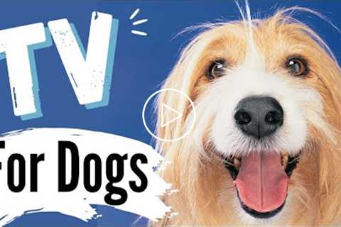 TV for Dogs! Fun Entertainment for Dogs | LOYAL Dogs ? ?