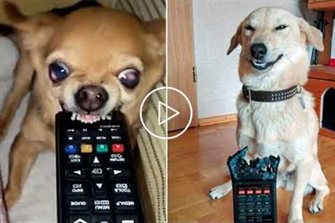 Funny And Crazy Dog Biting - Pet Reaction Videos | Pets House