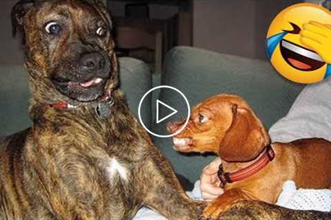 Funny Dogs ? And Other Animals That Will Make You Laugh All Day Long ?