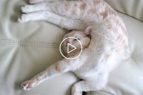 Very FUNNY CATS - Funny Cat Compilation