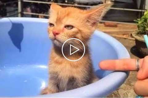 Cats are so funny you will die laughing ? Funny kitten and cat compilation