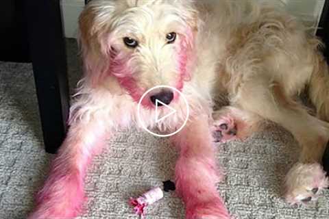 Funny Guilty Dogs Dogs Eat Makeup Compilation