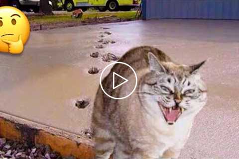 Funny Cat Videos That Will Make You Laugh ?