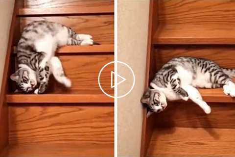 Funny Dogs Go Down Stairs - Dog Reaction Videos | Pets House