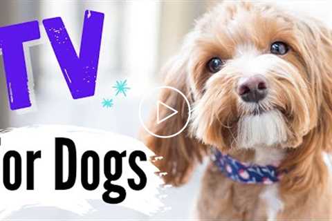 TV for Dogs! Fun Entertainment for Dogs | CALM ANXIOUS Dogs ?  ?