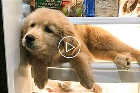 Cute baby animals Videos Compilation cutest moment of the animals - ? Cutest Puppies #9 ?