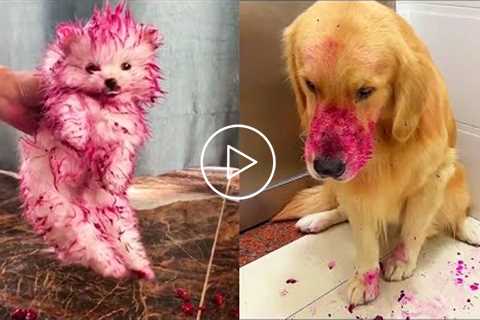 Dog Ate Dragon Fruit - Funny Dog Reaction Videos | Pets House