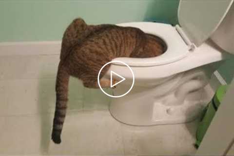 Funniest Dogs and Cats - Only THE BEST and FUNNIEST videos