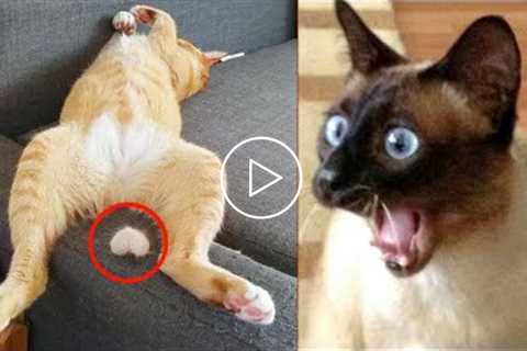 Funny Cat Reaction Videos - Try Not To Laugh ?| Super Dog| Pets House