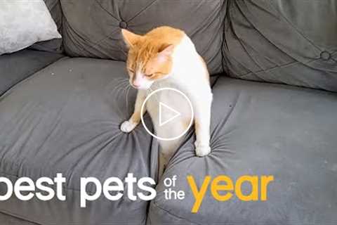 Best Pets of the Year...So Far (2021)