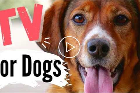 TV for Dogs! Fun Entertainment for Dogs | DOG FACES UP CLOSE ??  ??