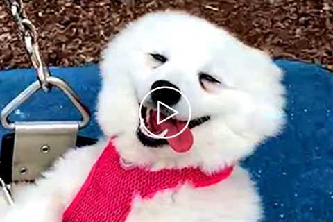 BEST DOGS OF 2021 SO FAR PT.1 | Funny Pet Videos