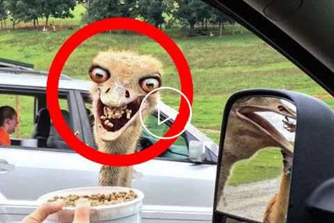 Make Your Day Better By Watching These Hilarious Ostriches | Pets House