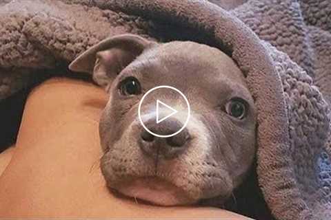 SUPER PITBULL!!! Funny and Cute Pitbull Compilation