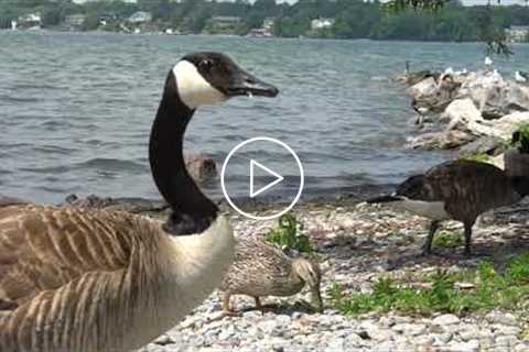 Lakeside Water Birds - 10 Hours of Ducks, Geese and Gulls - July 10, 2021