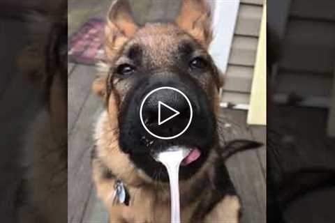 German Shepherd Licks Peanut Butter #shorts