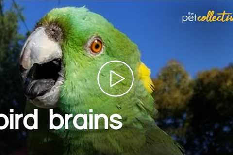 Bird Brains