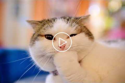 Funny and Cute Cats - Adorable cat compilation