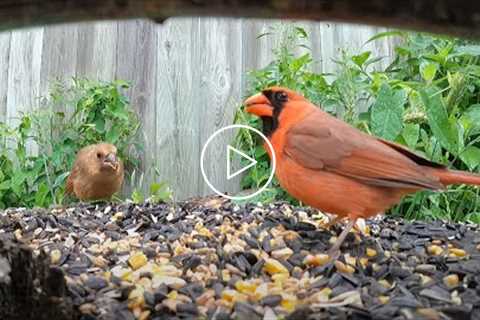 Backyard Cardinals at the Seed Buffet - 10 Hours - July 11, 2021