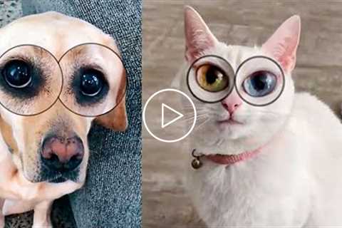 Hello My Name Is Zuzie - Funny Tiktok Pets Trending | Pets House