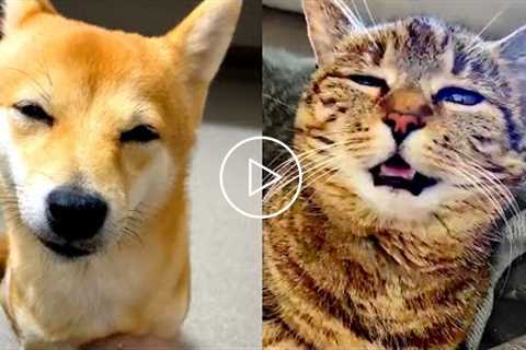 Silly Animal Bloopers & Reactions | Funny Pet Videos