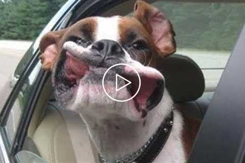 Boxers Make The Most Outrageously Hilarious Pets  | Funny Dogs Video