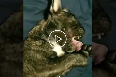 Cute French Bulldog Yawns #shorts