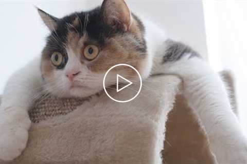 Funny Cats Compilation   You will LAUGH SO HARD