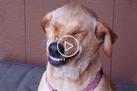 Here Is What Yall Wanted For Happy All Long Day , Funny Dog Tiktok Videos