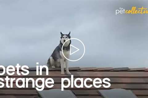 Pets In Strange Places