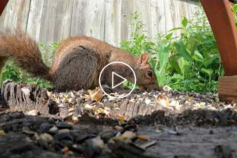 Backyard Family Feast - July 13, 2021