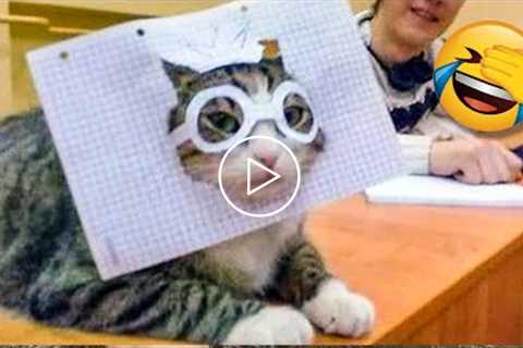 Funniest Cat Videos That Make Your Day Better ?