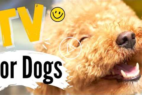 TV for Dogs! Fun Entertainment for Dogs | Dogs SMILING (Super Cute) ? ?