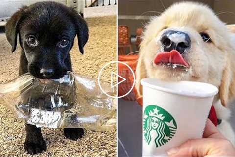 OMG CUTE BABY ANIMALS Videos Compilation CUTEST moment of the animals ? Cute Puppies #4