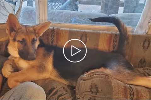 German Shepherd Dog Funnier Than You Think