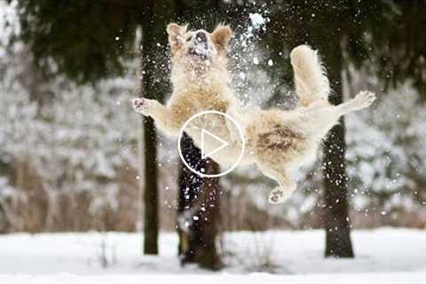 Dogs Reacting to First Snow - Try Not To Laugh