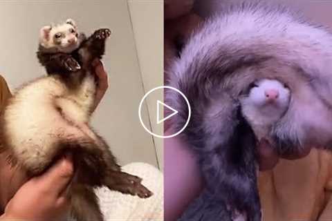 Are FERRETS FUNNIER than CATS & DOGS? See for yourself! - Ultra FUNNY FERRET VIDEOS