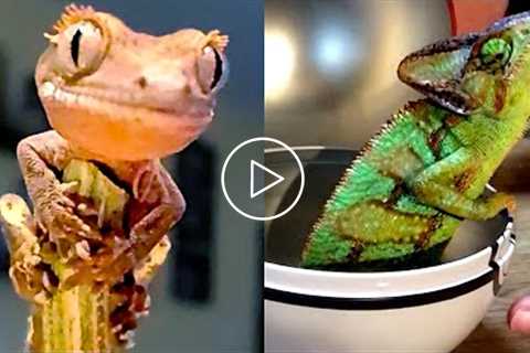 Reptiles Are Better Than Dogs | Funny Pet Videos