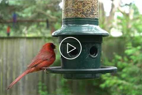 Woodpeckers, Cardinals, Red Winged Black Birds - July 15, 2021