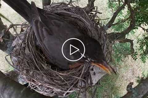 9 Hours - Robin Nesting - July 3, 2021