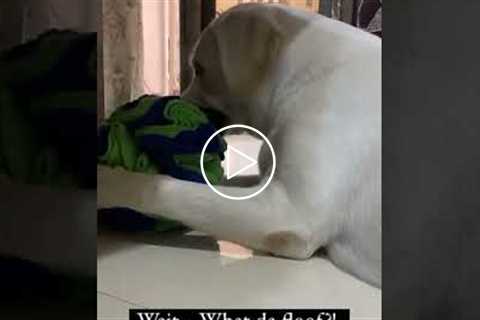 Labrador Pup is Adorably Confused #shorts