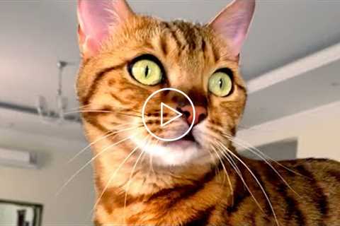 Cute Silly Cat Bloopers | Funny Pet Videos