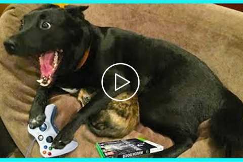 “This Home Is Filled With Laughter And Dog Fur” - DOG NEVER make us STOP LAUGHING