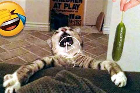 Funny Cat Scares Of Ordinary Things - Cute And Funny Cat Reactions