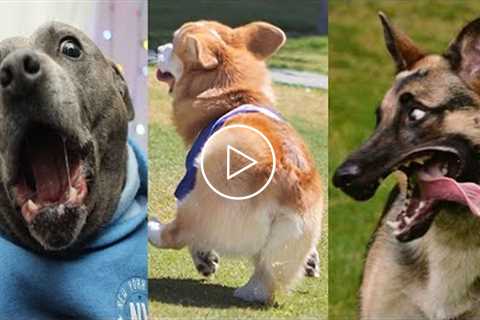 FUNNY DOGS ? that will make you rolling on the floor | Funniest Dogs