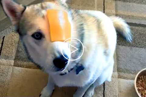 Silly Dogs to Make You Laugh  | Funny Pet Videos