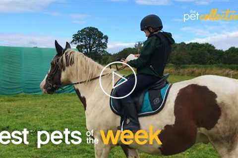 My Trusty Horse | Best Pets of the Week